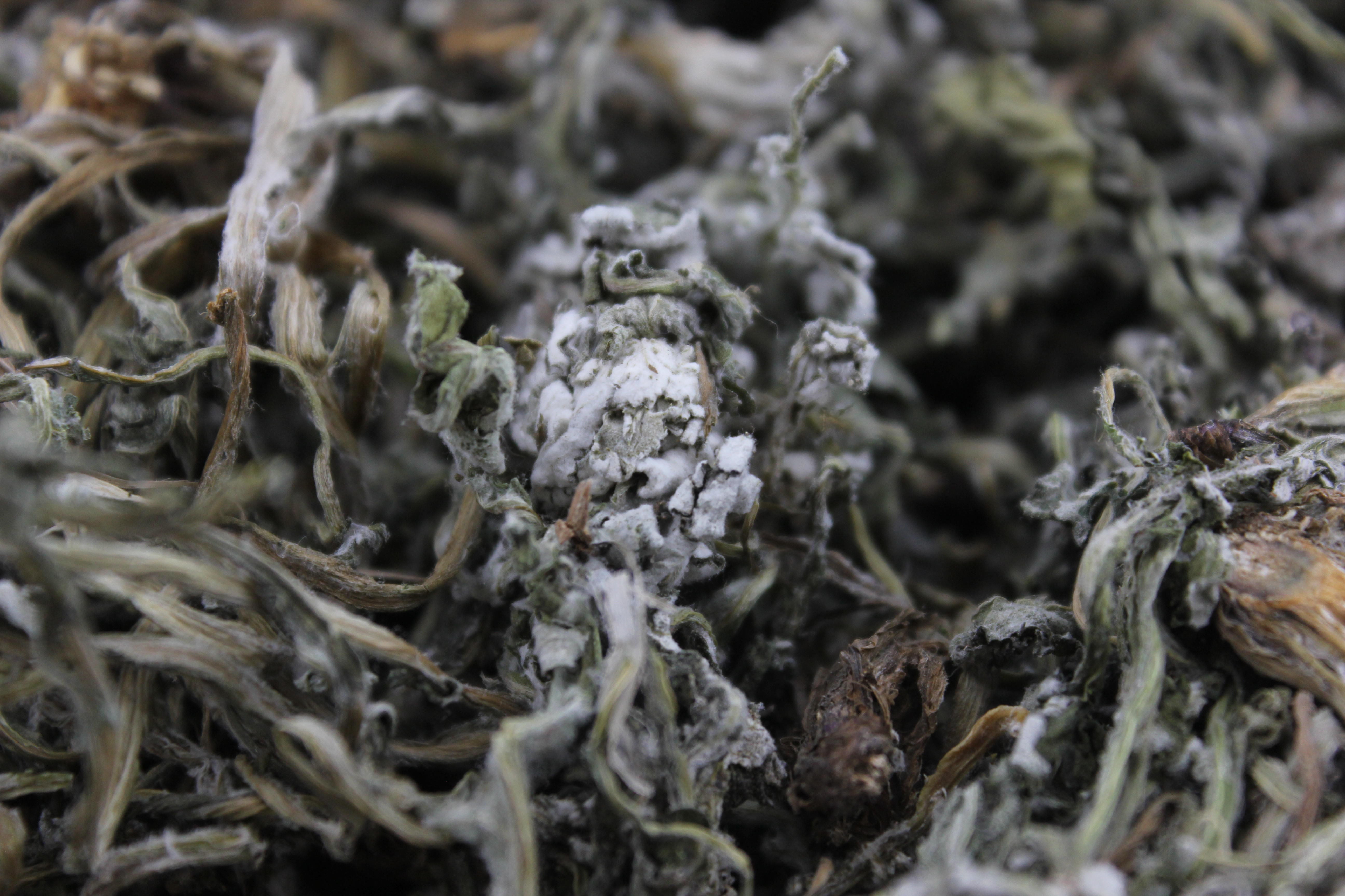 胃痛胃胀折磨人?它们是胃病的头号克星,常吃胃病难复发-北京时间