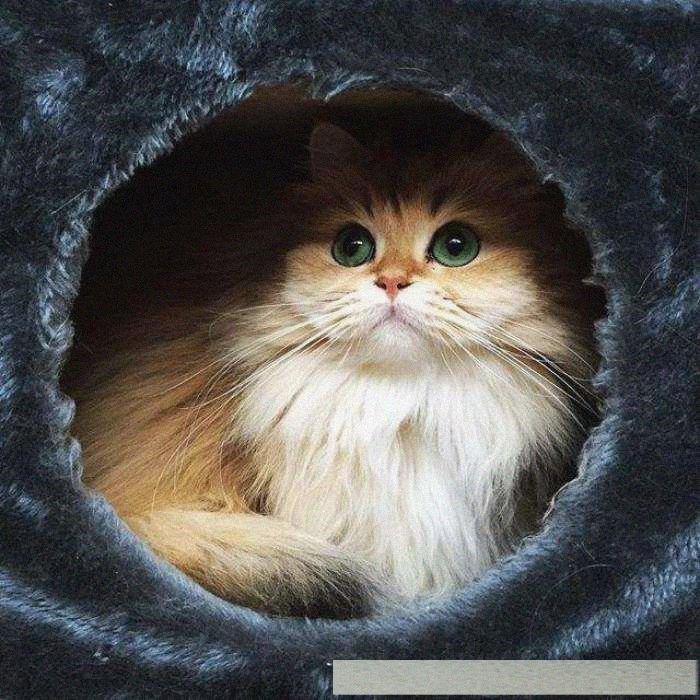 世界上颜值最高的7只猫咪!第5只竟然是双面脸