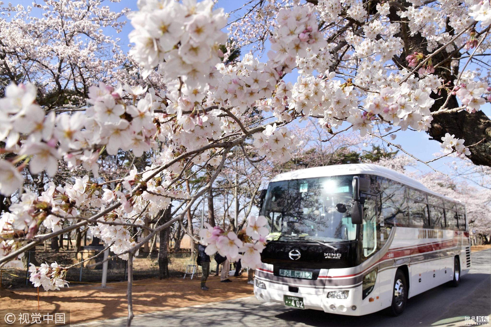 当地时间2019年4月6日，日本福岛县富冈町，时隔9年，仅限于当天通行的赏樱巴士再驶入樱花大道，游客带着笑容，欣赏已开了8分的樱花。