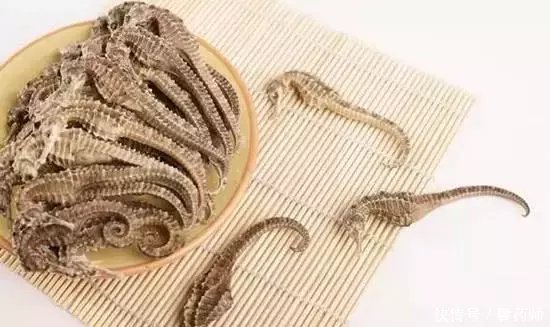 有人认为海马的壮阳补肾作用不亚于腽纳脐(又称海狗肾)