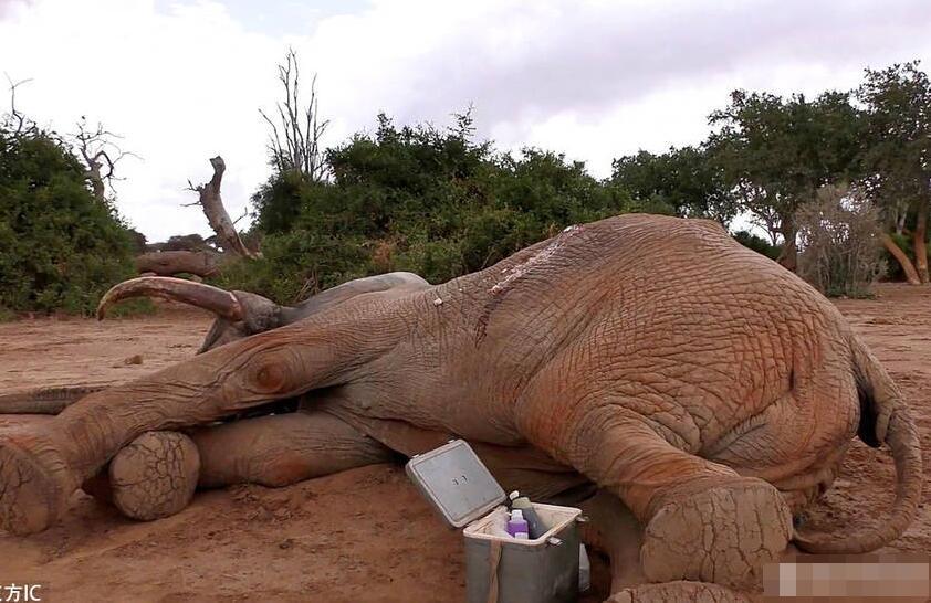 38岁的野生动物摄影师Shazaad Kasmani记录下了非洲象治疗的全过程。