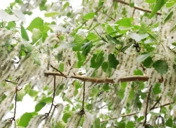 话题丨到处都是"白毛毛",告诉你应该怎么应付这些"美丽的"骚扰!