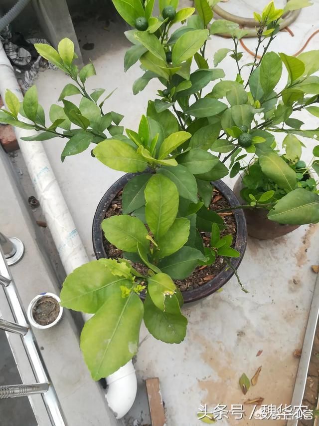 盆栽橘子树新叶小而黄,叶片有缺刻,什么原因,怎