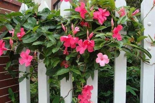 盆栽万能药片,吃几片就能让盆栽,花开鲜艳长