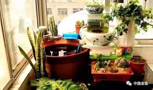 古法养鱼,历来盆养,以此正宗!