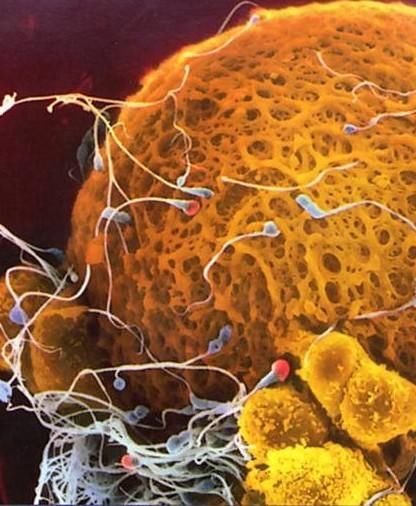 你知道受精卵着床需要几天?准爸妈一定看看宝