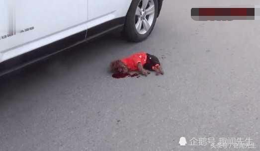 泰迪横穿马路被撞死,司机:我守法开车,凭什么赔