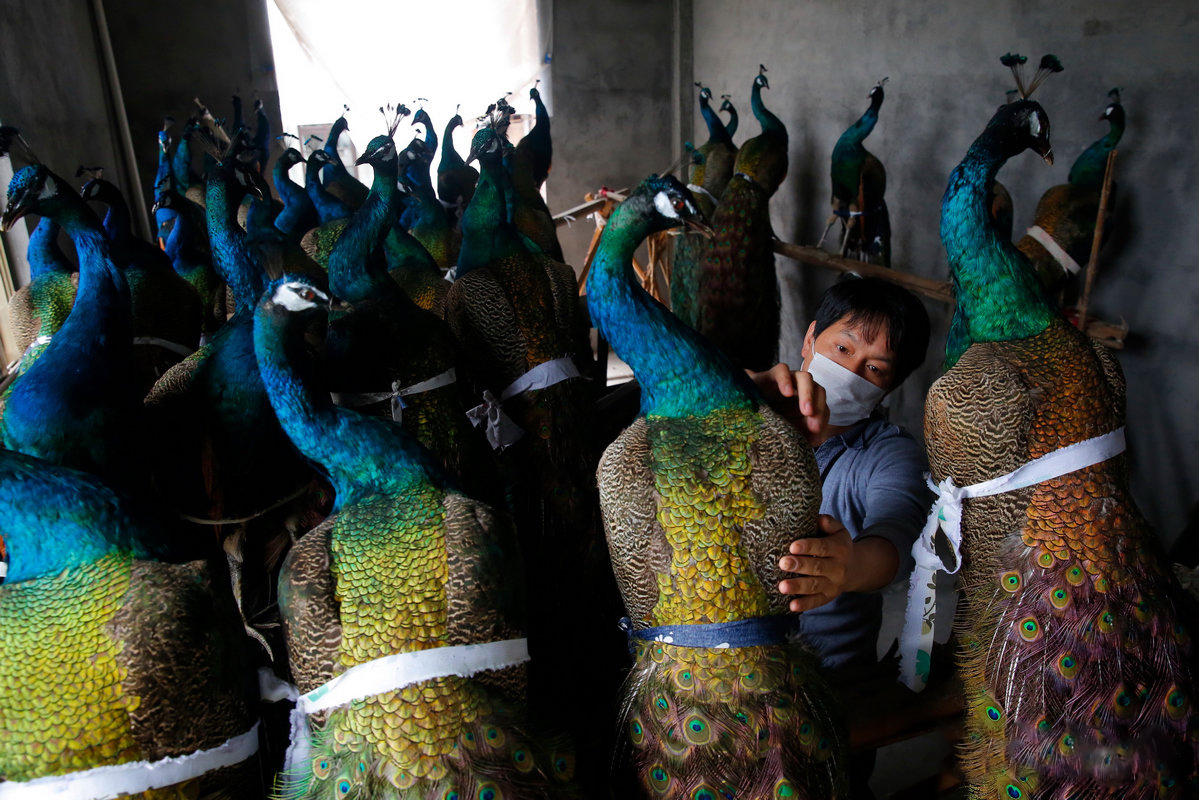 农民改行制作孔雀标本 一年卖几百只
