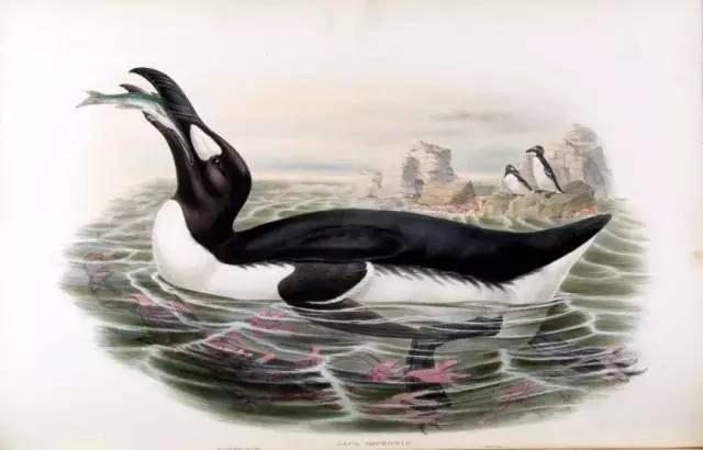 南极,哦不,北极真的没有企鹅吗?! 南极,哦不,北极真的没有企鹅吗?!