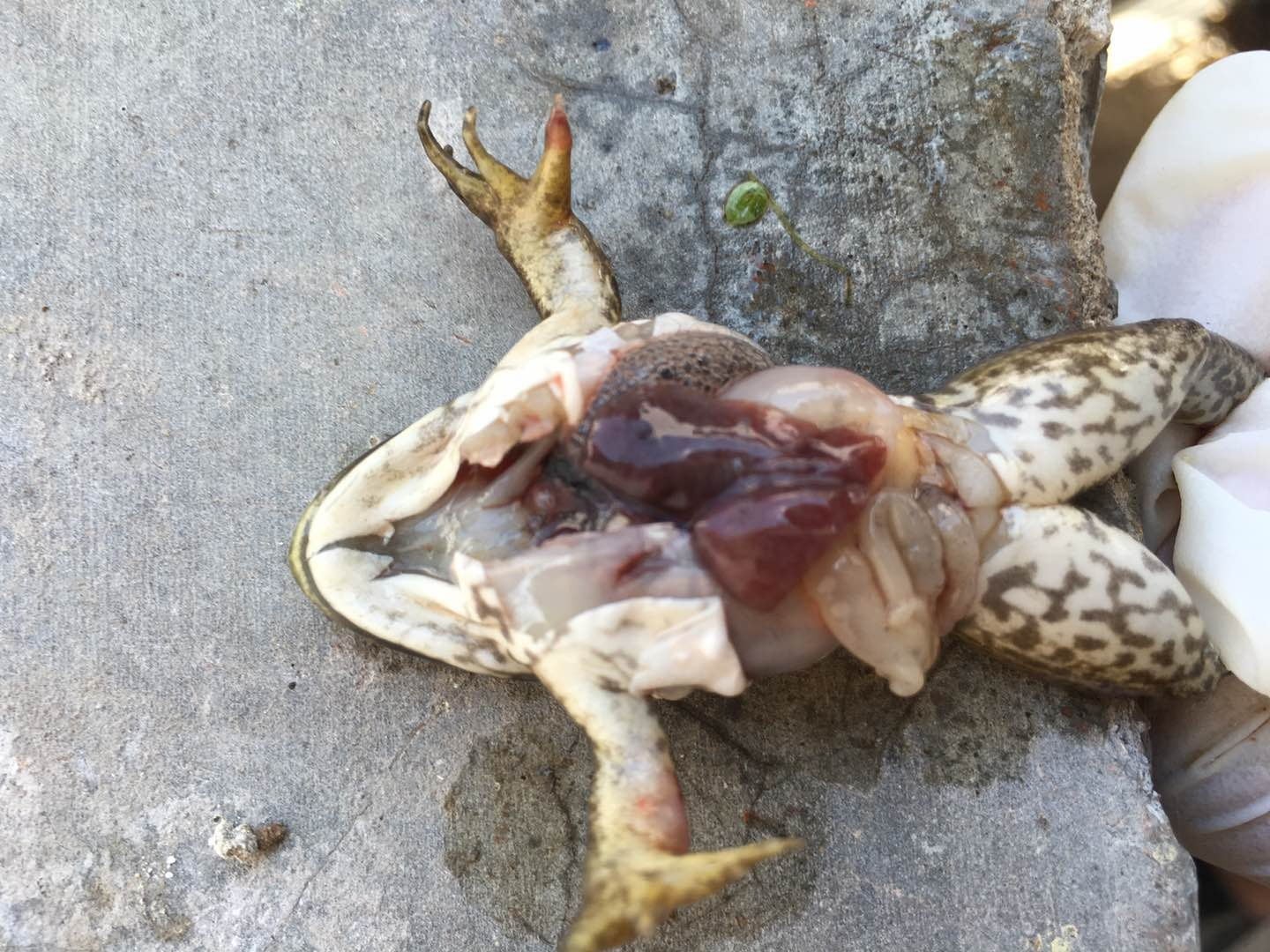 牛蛙肝胆病的危害及防治方法