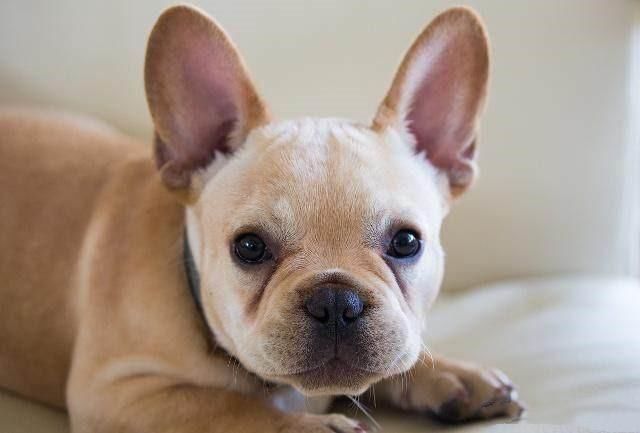 养狗新手适合养什么狗?十大新手最好养的狗狗