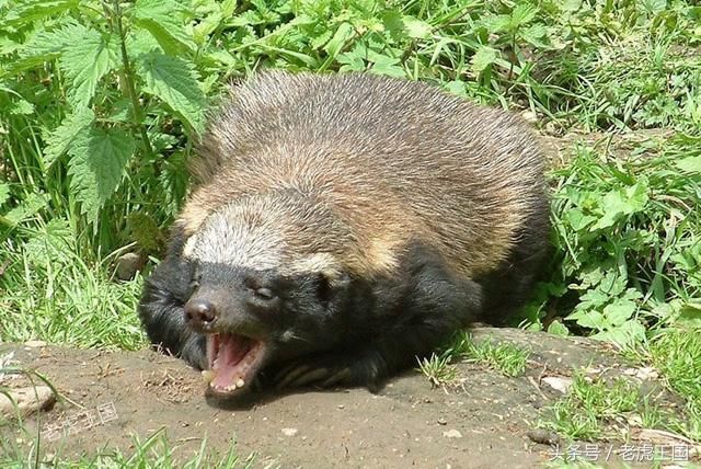 平头哥到底是怎么火起来的?