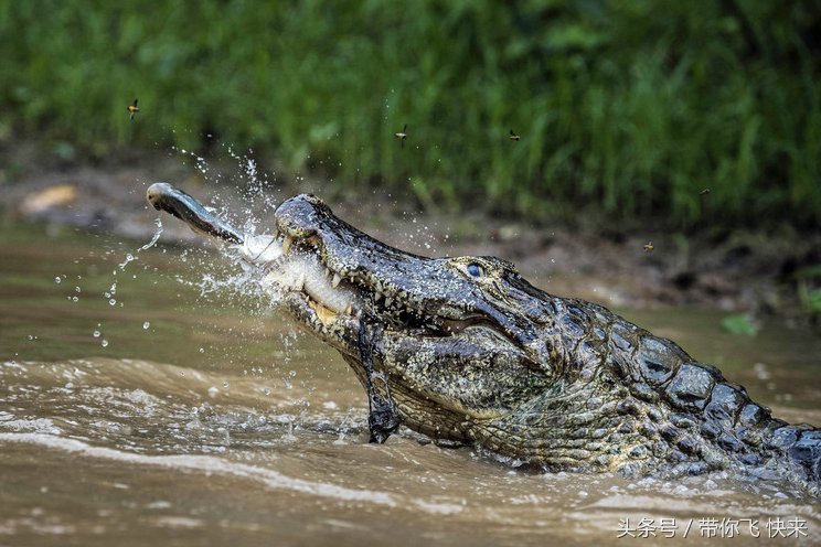 鳄鱼"一箭双雕"捕食瞬间!