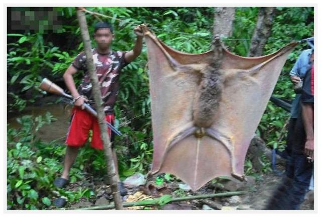 小伙在树林里抓到一只超大蝙蝠,行家泼他冷水