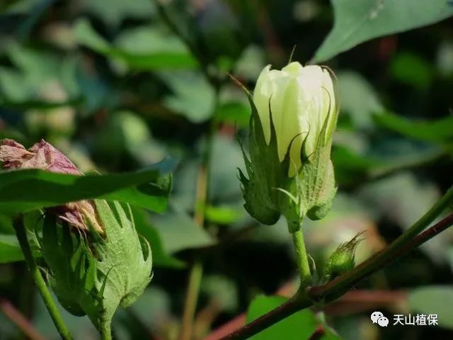 【棉花技術普及】棉花生長各個時期的表現-北京時間