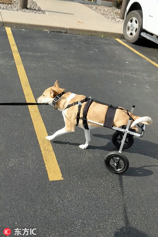 埃及狗狗遭车祸痛失后腿 跨国治疗"坐"上轮椅获新生