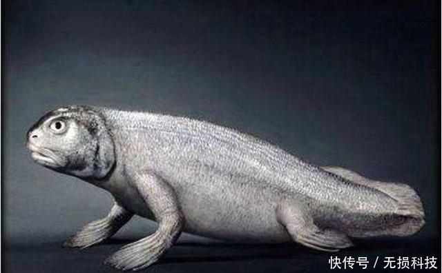 世界未解之谜:人类的祖先到底是鱼还是猿猴?网