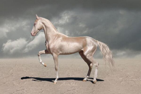 这匹"来自天堂的马"成马界美男子 金色毛发耀眼夺目