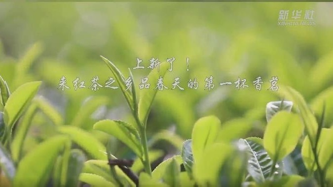 上新了！南国春来早  明前采嫩芽