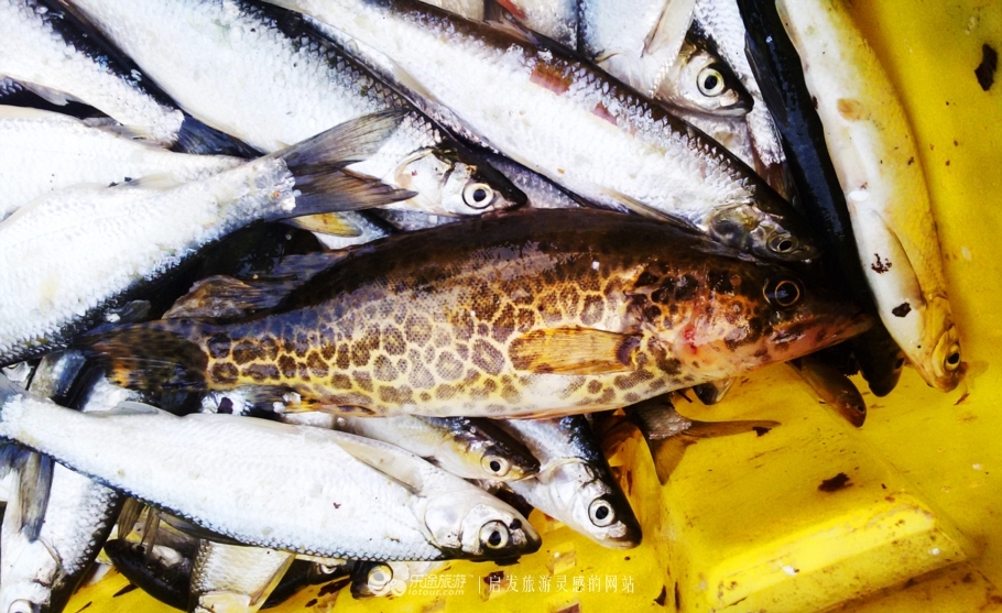 吉林雾凇湾的"掏鱼窝"