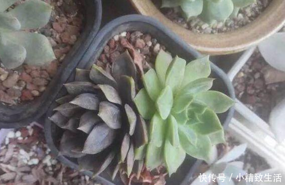 多肉植物叶片化水有3种原因,处理方法都不一样