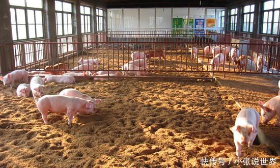 马云投资的养猪场和农村养猪场有什么区别?说