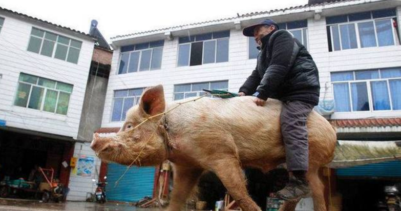 农村大爷骑着猪去上班,路人纷纷大笑不止,碰到交警罚20块钱