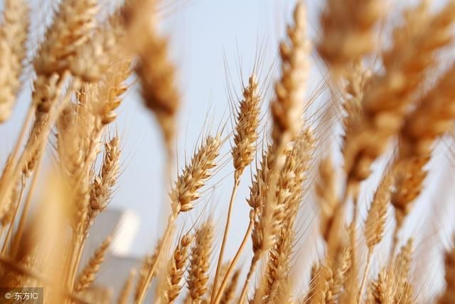 小麦收购价多少钱一斤?2019年小麦价格最新行情预测