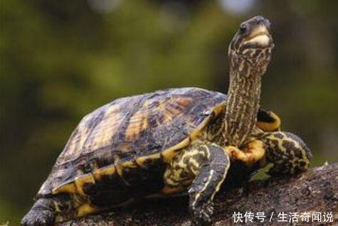 农村有几种动物是不能招惹的, 你知道吗?