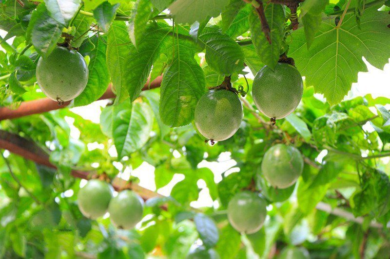 广西钦州农村庭院百香果与葡萄同嫁,一片绿色