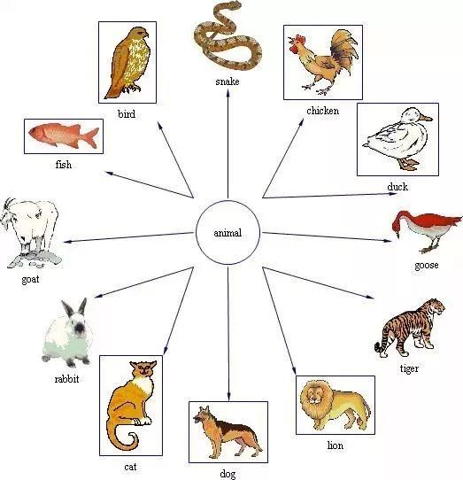 教你用思维导图记英语单词,英语老师和学霸们