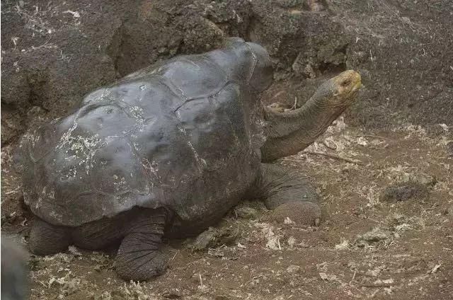 世界上最后一只象龟,直到去世都没有找到配偶,只因走的太慢