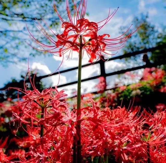 日本500万株彼岸花即将盛放 花海的绚烂景色也令人陶醉 雪花新闻 日本500万株彼岸花即将盛放 花海的绚烂景色也令人陶醉 雪花新闻