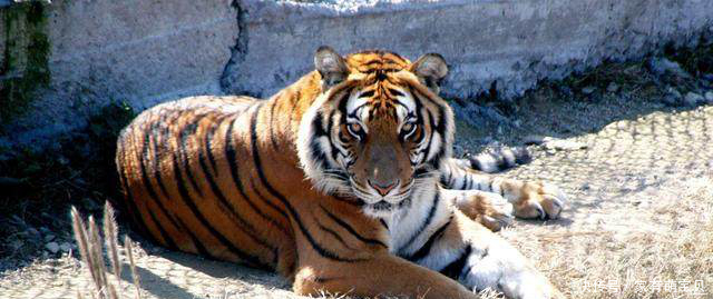 属虎人一生的爱情婚姻运势!很准!