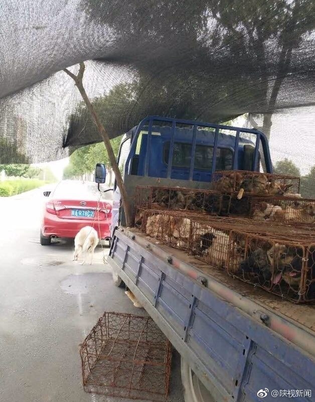 拉狗货车遭被爱狗人士拦截 双方僵持48小时 拉狗货车遭被爱狗人士拦截 双方僵持48小时