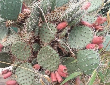 一种长在墙上的仙人掌果子居然可以吃,看来又