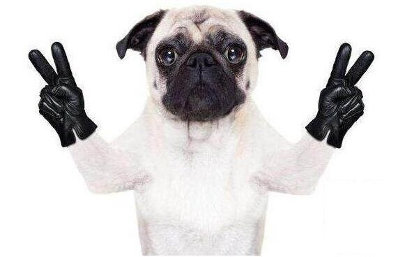 属狗本命年家中挂啥画最合适?想转运风水画一