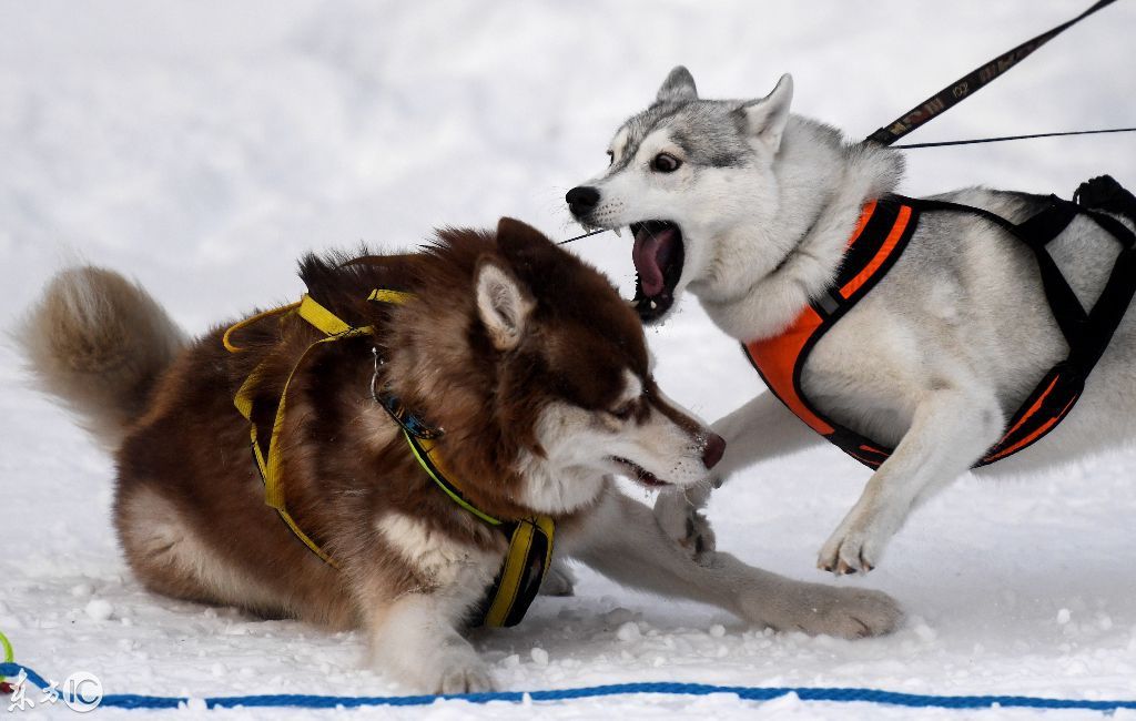 這才是真正的雪橇犬哈士奇,你們家裡的估計只能叫二哈