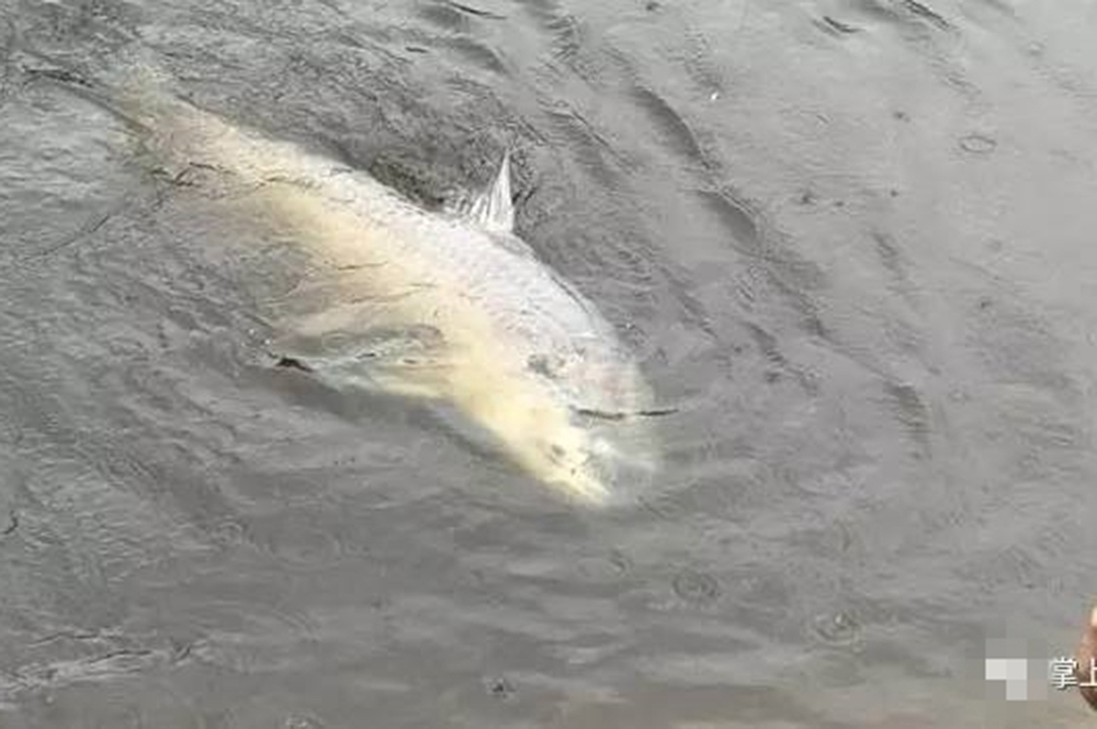 不钓小鱼的食材真的能钓起百斤重的大鱼