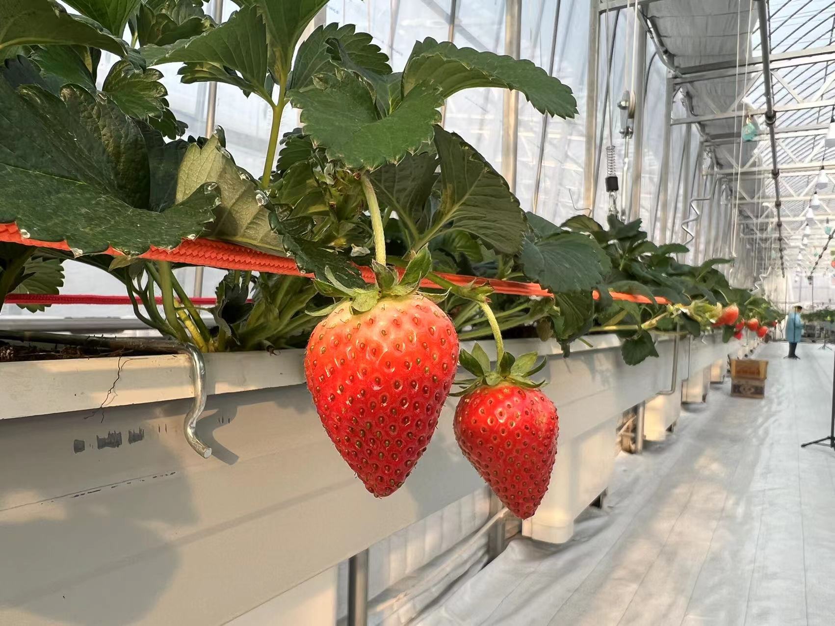 断崖式降温!给温室草莓的管理建议来啦 断崖式降温!给温室草莓的管理建议来啦