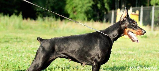 泰迪聪明到什么程度泰迪排名智商排名第几狗狗