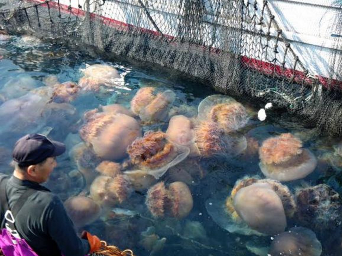 日本海岸附近发现大批"腥臭尸体",专家调查后发现带有剧毒