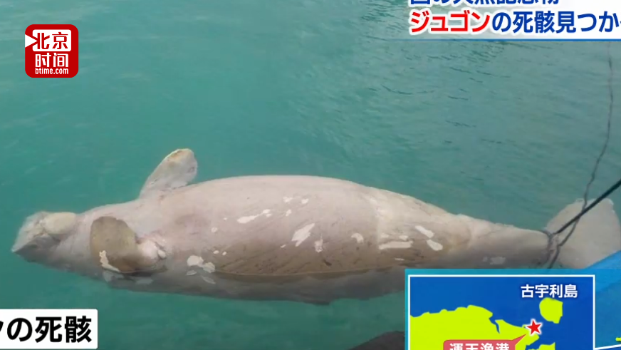 冲绳海边发现“美人鱼”尸体？日本前首相：被填海造陆害死的