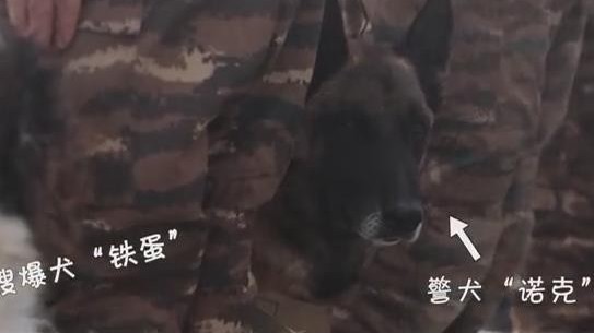 “汪汪队”立大功！警犬搜爆犬反恐演练现场超燃