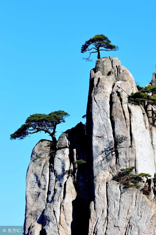 黄山毛峰长什么样 从外形上就能辨认出