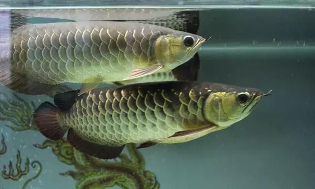 飞龙再世!龙鱼17楼飞下大难不死