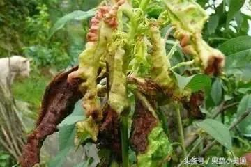 2018果树病虫害图谱