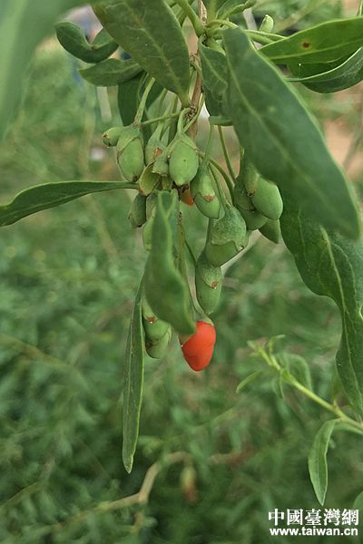 点赞宁夏60年 全国网媒记者走访中宁“红色名片”——枸杞特色产业 点赞宁夏60年 全国网媒记者走访中宁“红色名片”——枸杞特色产业
