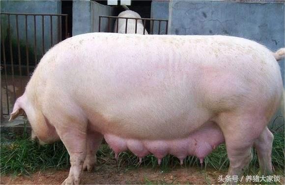 母猪品种经过几代土洋杂交产生,下边把杂交流程分享给朋友: 地方梅山