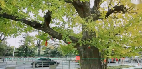为古树让路之玉泉路的古银杏 雪花新闻 为古树让路之玉泉路的古银杏 雪花新闻
